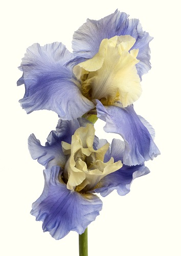 Photographie de fleur par l'artiste Rachel LEVY.
